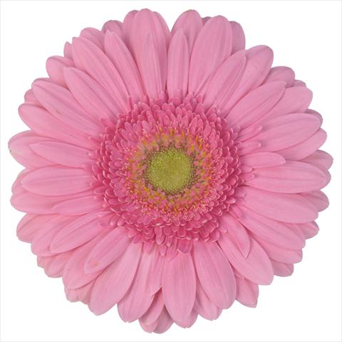 foto van een variëteit aan bloemen, te gebruiken als: Pot Gerbera jamesonii Standard Fairlady®