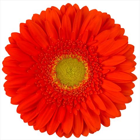 foto van een variëteit aan bloemen, te gebruiken als: Pot Gerbera jamesonii Standard Kingsley®