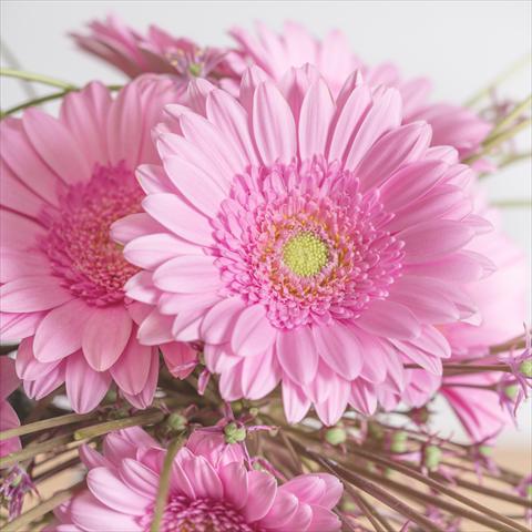 foto van een variëteit aan bloemen, te gebruiken als: Pot Gerbera jamesonii Mini Gerbera Ballerina®