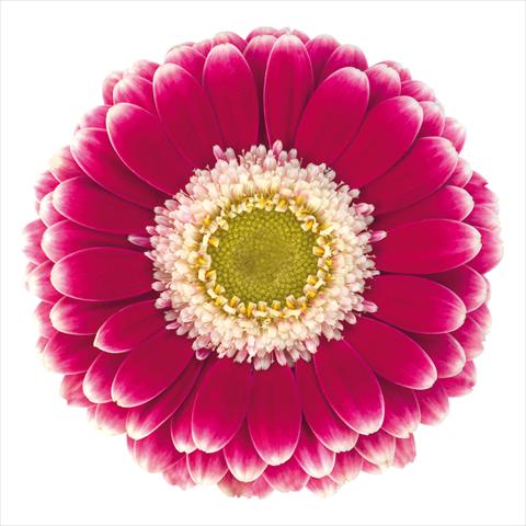 foto van een variëteit aan bloemen, te gebruiken als: Pot Gerbera jamesonii Mini Gerbera Cassis®