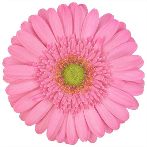 foto van een variëteit aan bloemen, te gebruiken als: Pot Gerbera jamesonii Mini Gerbera Kitty®
