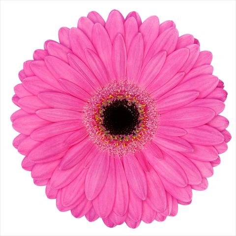 foto van een variëteit aan bloemen, te gebruiken als: Pot Gerbera jamesonii Mini Gerbera Magic®