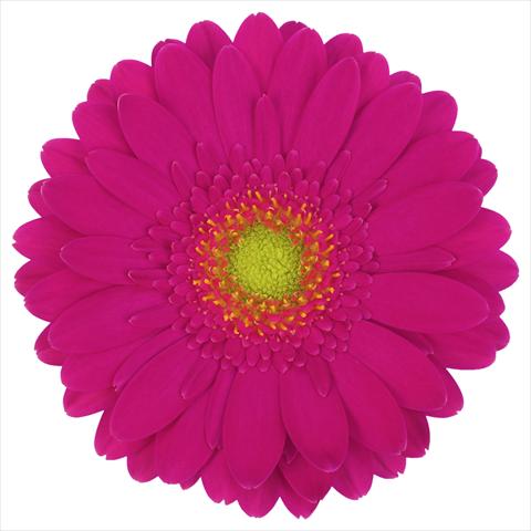 foto van een variëteit aan bloemen, te gebruiken als: Pot Gerbera jamesonii Mini Gerbera Vegas®