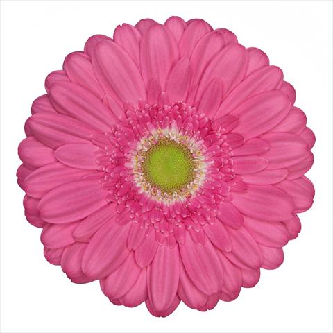 foto van een variëteit aan bloemen, te gebruiken als: Pot Gerbera jamesonii Standard Samara®