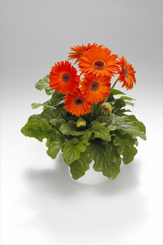 foto van een variëteit aan bloemen, te gebruiken als: Korf / Pot Gerbera jamesonii Royal Deep Orange