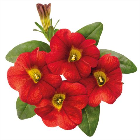 foto van een variëteit aan bloemen, te gebruiken als: Pot Calibrachoa hybrida Jambo Fire