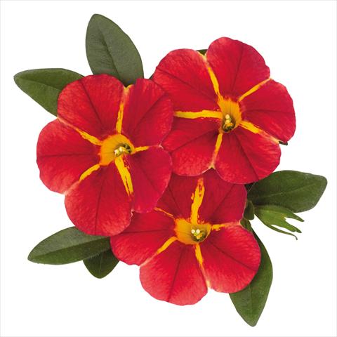 foto van een variëteit aan bloemen, te gebruiken als: Korf / Pot Calibrachoa hybrida Jambo Red Cartwheel