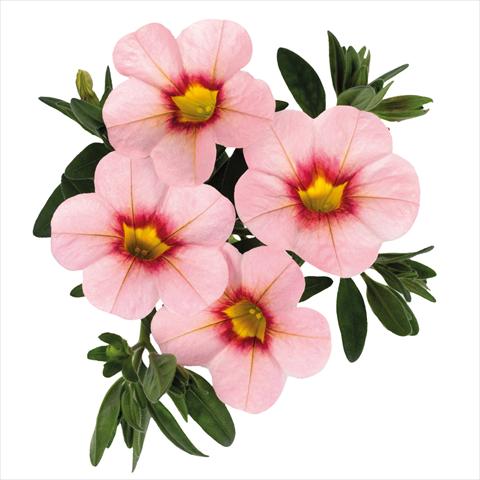 foto van een variëteit aan bloemen, te gebruiken als: Korf / Pot Calibrachoa hybrida Jambo Soft Pink