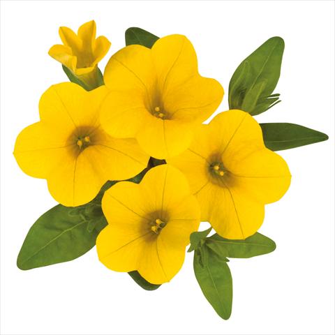 foto van een variëteit aan bloemen, te gebruiken als: Korf / Pot Calibrachoa hybrida Calibrachoa Jambo Yellow