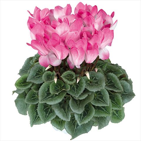 foto van een variëteit aan bloemen, te gebruiken als: Pot Cyclamen persicum Halios Blush Intense