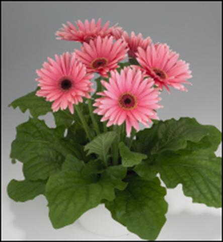 foto van een variëteit aan bloemen, te gebruiken als: Korf / Pot Gerbera jamesonii Royal Deep Pink