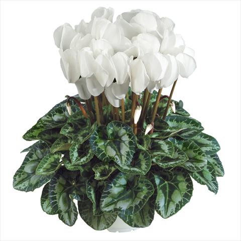 foto van een variëteit aan bloemen, te gebruiken als: Pot Cyclamen persicum Halios HD Blanc
