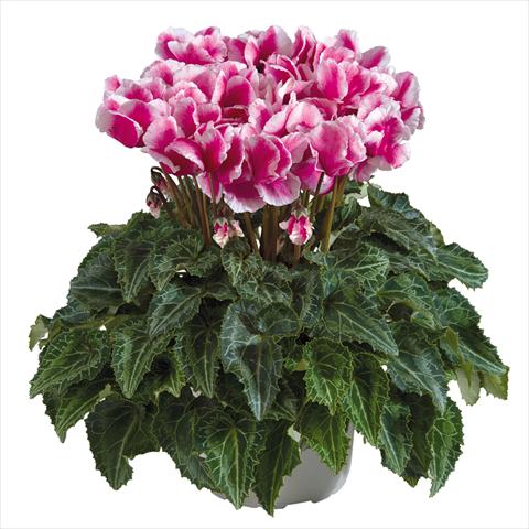 foto van een variëteit aan bloemen, te gebruiken als: Pot Cyclamen persicum midi Abanico Magenta