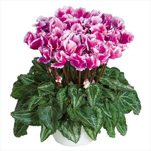 foto van een variëteit aan bloemen, te gebruiken als: Pot Cyclamen persicum midi Abanico Violet