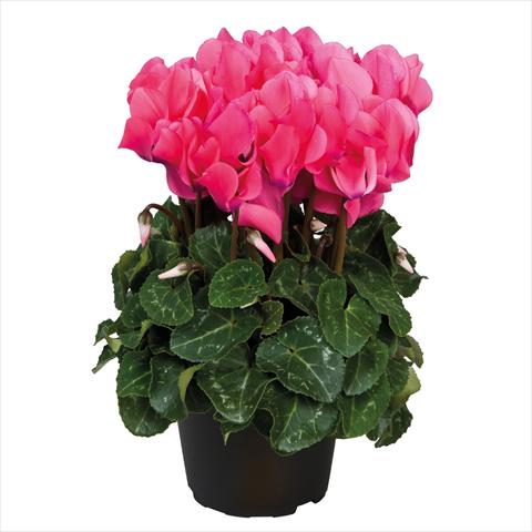 foto van een variëteit aan bloemen, te gebruiken als: Pot Cyclamen persicum midi Ciclamini Midi Neon Pink