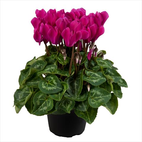 foto van een variëteit aan bloemen, te gebruiken als: Pot Cyclamen persicum mini SS Carino F1 Dark violet