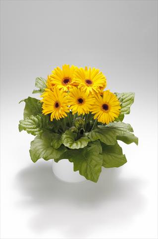 foto van een variëteit aan bloemen, te gebruiken als: Korf / Pot Gerbera jamesonii Royal Golden Yellow
