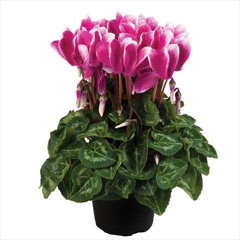 foto van een variëteit aan bloemen, te gebruiken als: Pot Cyclamen persicum mini SS Carino F1 Fuji Dark Violet