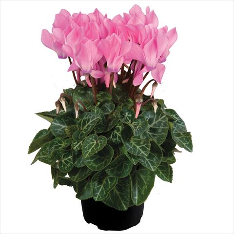 foto van een variëteit aan bloemen, te gebruiken als: Pot Cyclamen persicum mini SS Carino F1 Neon Pink