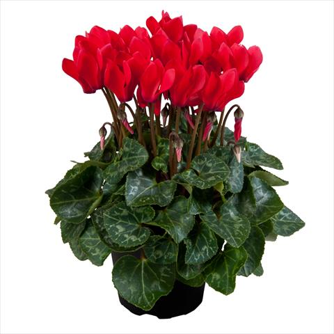 foto van een variëteit aan bloemen, te gebruiken als: Pot Cyclamen persicum mini SS Carino F1 Red
