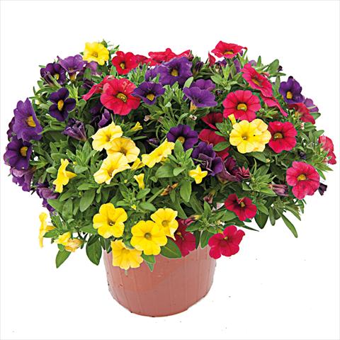 foto van een variëteit aan bloemen, te gebruiken als: Korf / Pot 3 Combo ColourGames Calipetite Mix
