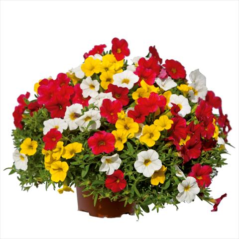 foto van een variëteit aan bloemen, te gebruiken als: Korf / Pot 3 Combo ColourGames Caprimix