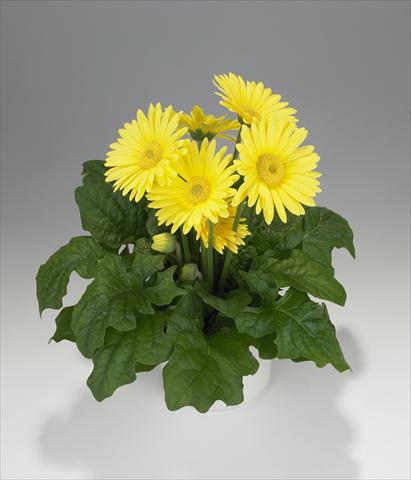 foto van een variëteit aan bloemen, te gebruiken als: Korf / Pot Gerbera jamesonii Royal Lemon