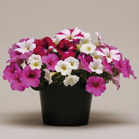 foto van een variëteit aan bloemen, te gebruiken als: Korf / Pot 4 Combo ColourGames Strawberry Pie