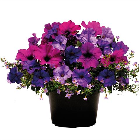 foto van een variëteit aan bloemen, te gebruiken als: Korf / Pot 2 Combo ColourGames Tray 50 Shades