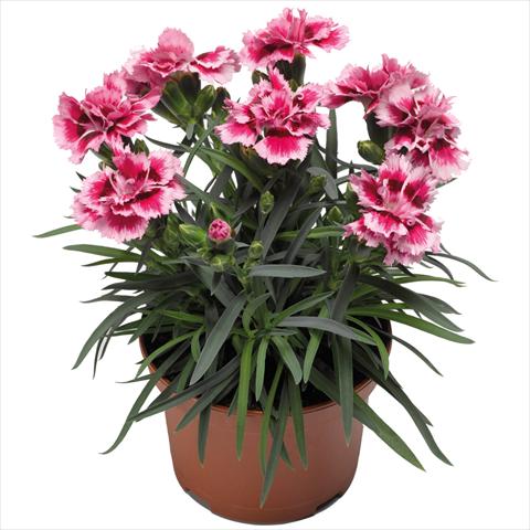 foto van een variëteit aan bloemen, te gebruiken als: Pot Dianthus Sublime Rose Picotee