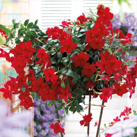 foto van een variëteit aan bloemen, te gebruiken als: Korf / Pot Dipladenia Beauty Bright Red