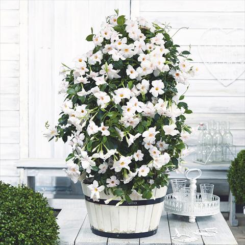foto van een variëteit aan bloemen, te gebruiken als: Pot Dipladenia Beauty White