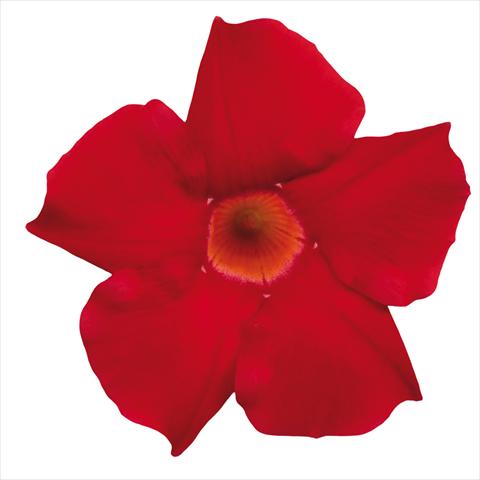 foto van een variëteit aan bloemen, te gebruiken als: Pot Dipladenia Classic Early Scarlet