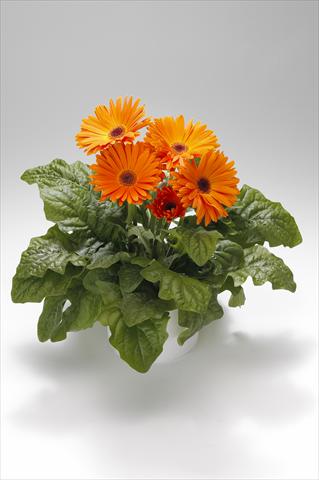 foto van een variëteit aan bloemen, te gebruiken als: Korf / Pot Gerbera jamesonii Royal Light Orange