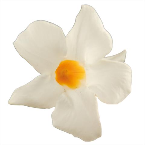foto van een variëteit aan bloemen, te gebruiken als: Pot Dipladenia Classic White 16