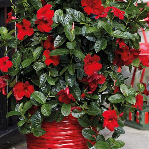 foto van een variëteit aan bloemen, te gebruiken als: Pot Dipladenia Cosmos Carmine-Red