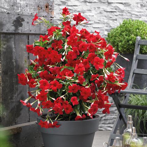 foto van een variëteit aan bloemen, te gebruiken als: Pot Dipladenia Grand Red