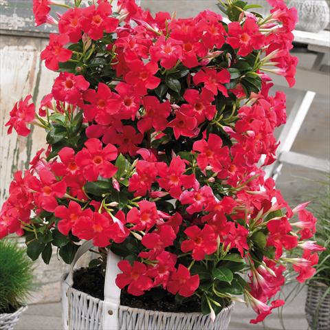 foto van een variëteit aan bloemen, te gebruiken als: Pot Dipladenia Grand Rose