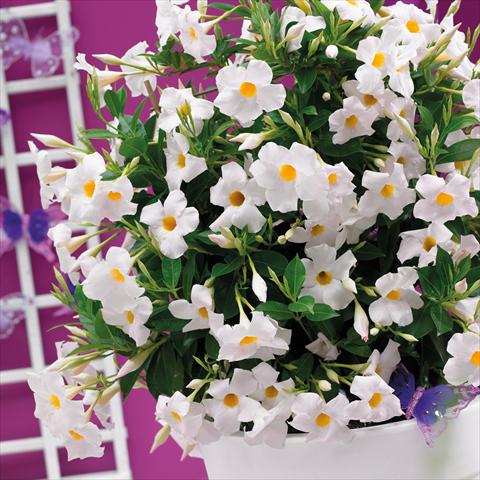 foto van een variëteit aan bloemen, te gebruiken als: Pot Dipladenia Grand White
