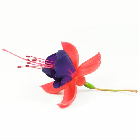 foto van een variëteit aan bloemen, te gebruiken als: Korf / Pot Fuchsia hybrida Tinklebell Red-Blue