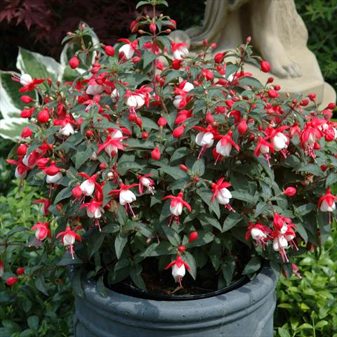 foto van een variëteit aan bloemen, te gebruiken als: Korf / Pot Fuchsia hybrida Tinklebell Red-White
