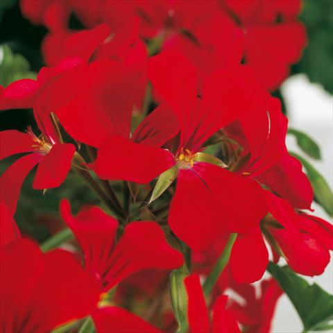 foto van een variëteit aan bloemen, te gebruiken als: Pot Pelargonium peltatum Prisma Red