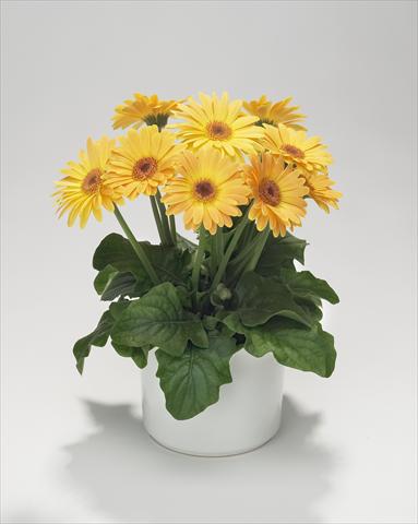 foto van een variëteit aan bloemen, te gebruiken als: Korf / Pot Gerbera jamesonii Royal Mini Golden Orange