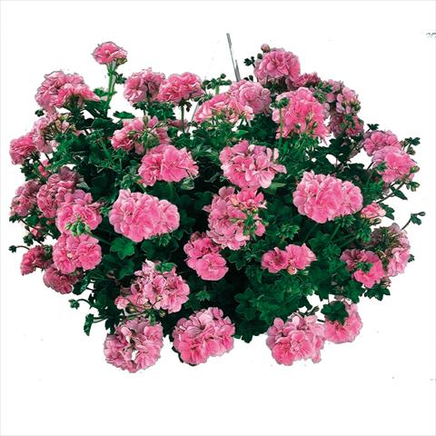 foto van een variëteit aan bloemen, te gebruiken als: Korf / Pot Pelargonium peltatum Cottage Light Pink