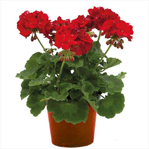 foto van een variëteit aan bloemen, te gebruiken als: Pot Pelargonium zonale Village Scarlet Red