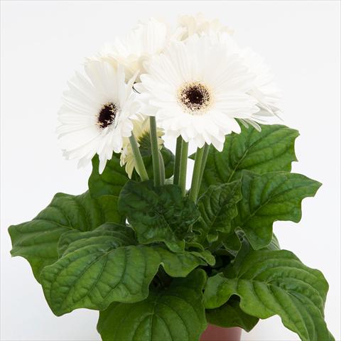 foto van een variëteit aan bloemen, te gebruiken als: Pot Gerbera jamesonii Contessa Bright White Dark Eye