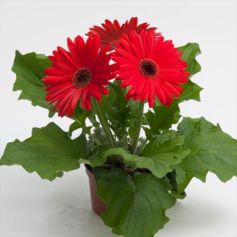 foto van een variëteit aan bloemen, te gebruiken als: Pot Gerbera jamesonii Contessa Red Dark Eye
