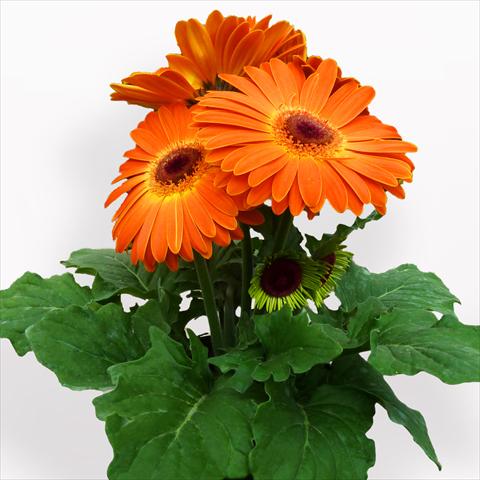 foto van een variëteit aan bloemen, te gebruiken als: Pot Gerbera jamesonii Contessa Sunset Orange