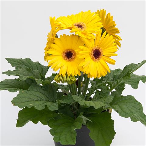 foto van een variëteit aan bloemen, te gebruiken als: Pot Gerbera jamesonii Contessa Yellow Dark Eye