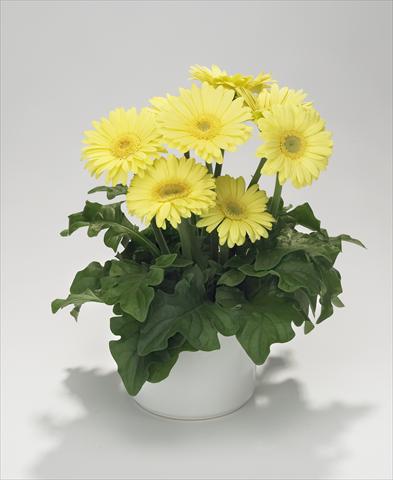 foto van een variëteit aan bloemen, te gebruiken als: Korf / Pot Gerbera jamesonii Royal Mini Lime Yellow